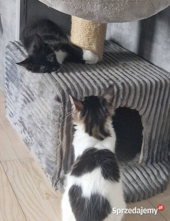Koty Maine Coon warmińsko-mazurskie Jamielnik