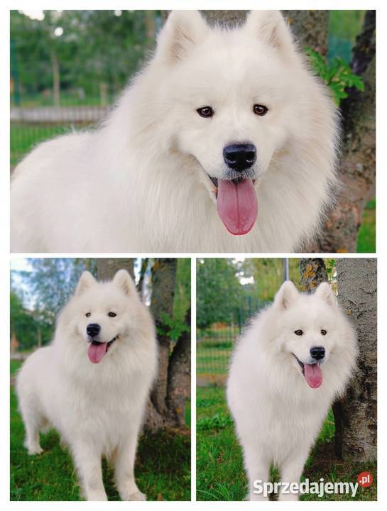 Samoyed piesek mazowieckie