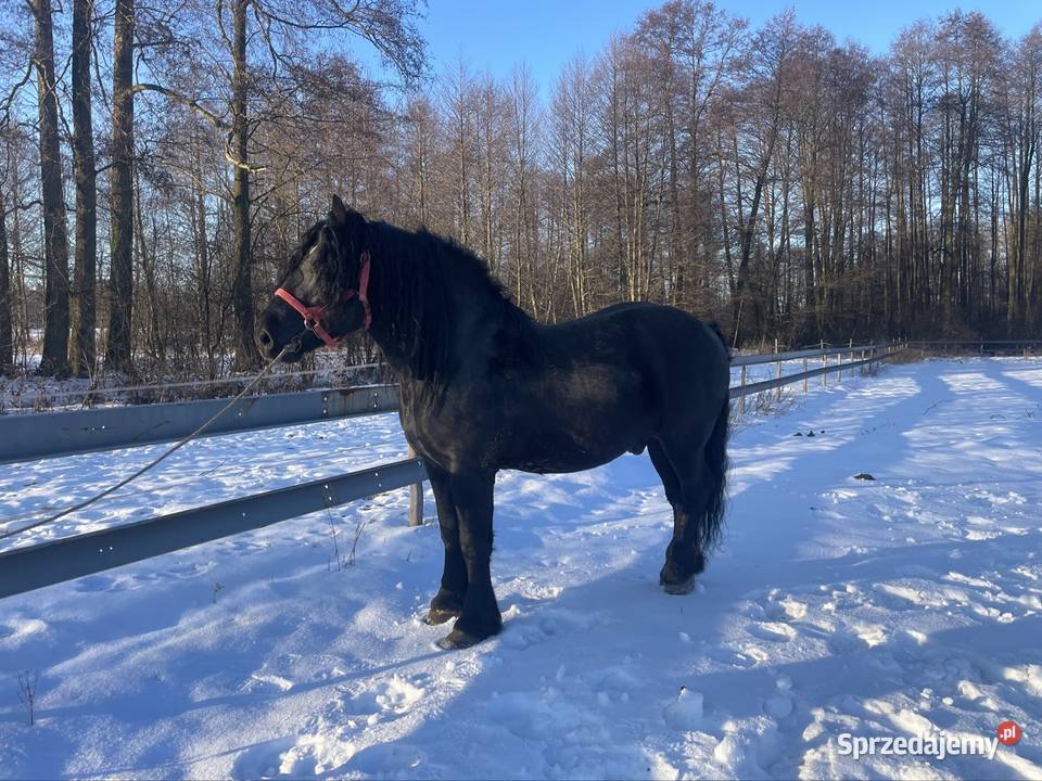 ogoer zimnokrwisty sokólski Michów sprzedam