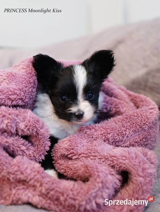 suczka papillon ZKwP FCI spaniel miniaturowy Warszawa sprzedam