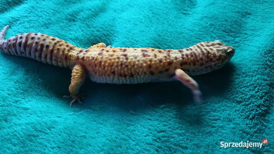 Gekon lamparci samiec 3 letni oswojony Warszawa sprzedam