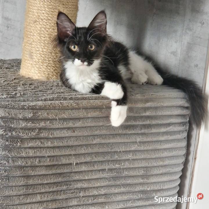Koty Maine Coon Jamielnik sprzedam