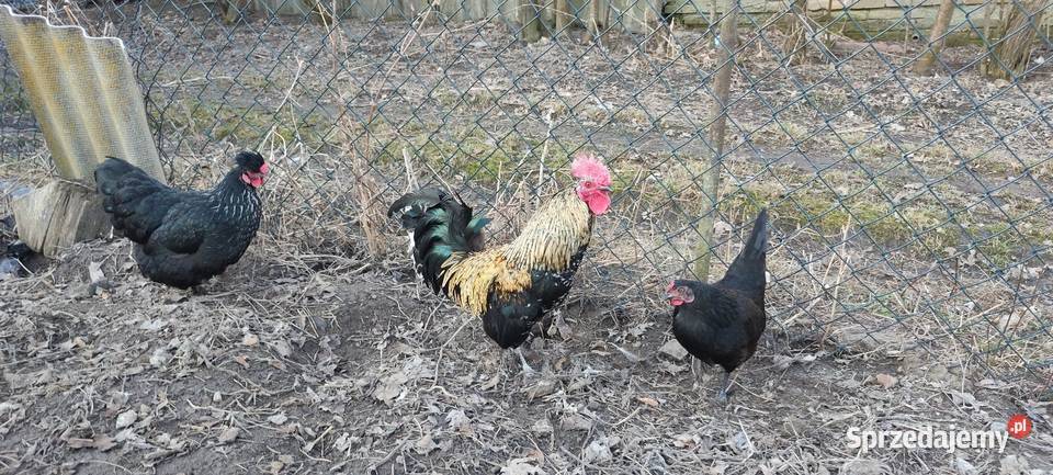 Sprzedam koguty z 25 roku Drób i ptactwo Sobieska Wola Druga