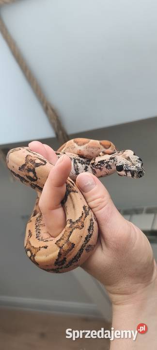 Wąż Boa Imperator 2025