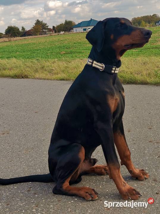 Newton Championie stabilny inteligentny z Lublin