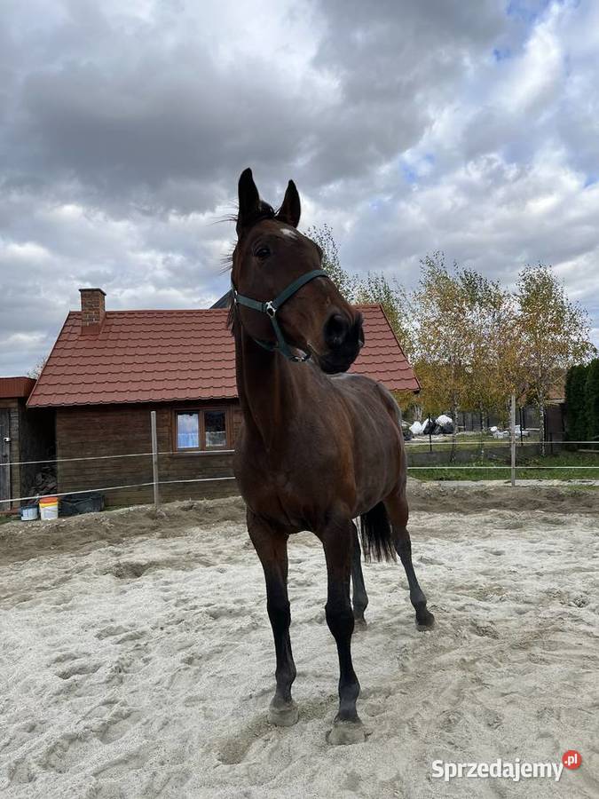 Klacz do hodowli Rzuchowa sprzedam