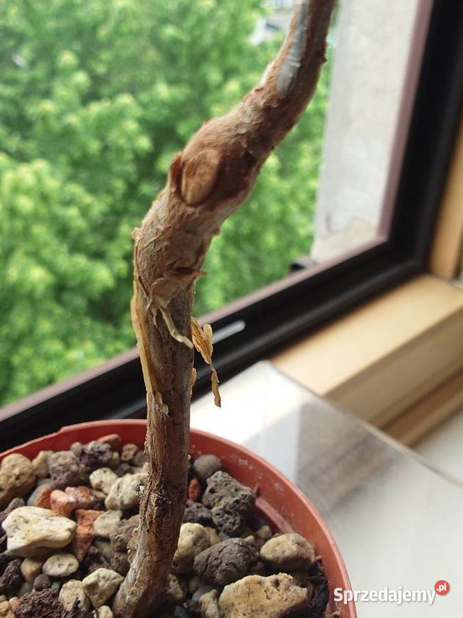 Bursera fagaroides kaudeks sukulent z kolekcji Warszawa