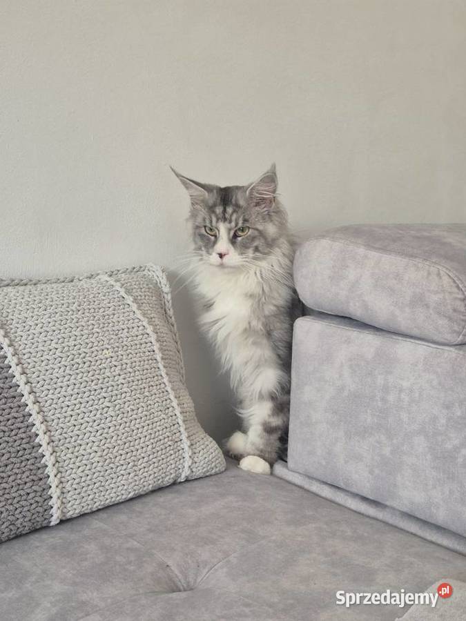 Maine coon kocórek Mała Nieszawka sprzedam