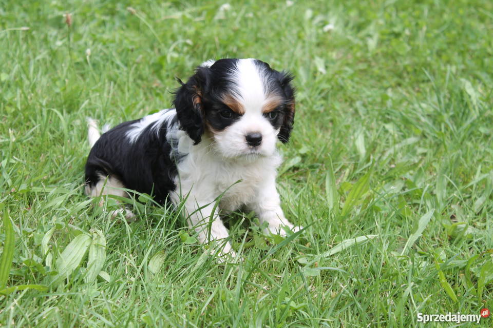 cavalier king charles spaniel szczenięta Cavalier King Charles Spaniel Łańcut