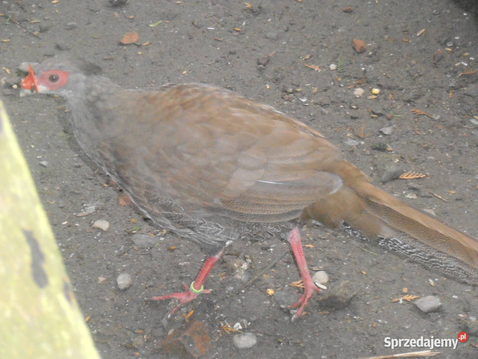 sprzedam bażanty ozdobne Ochaby Wielkie