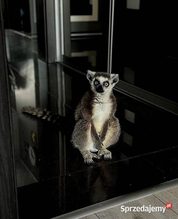 Oswojone Lemury Katta łac Lemur Catta piękne Katowice sprzedam
