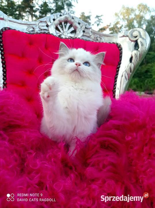 Ragdoll Kotka blue bicolor FIFE FPL Ragdoll Ragdoll Wschowa sprzedam