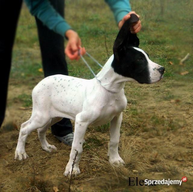 Dogi niemieckie dog niemiecki szczenięta z rodow Toruń sprzedam