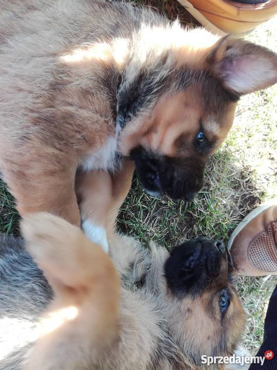 Szczenięta owczarka niemieckiego Psy Łomża