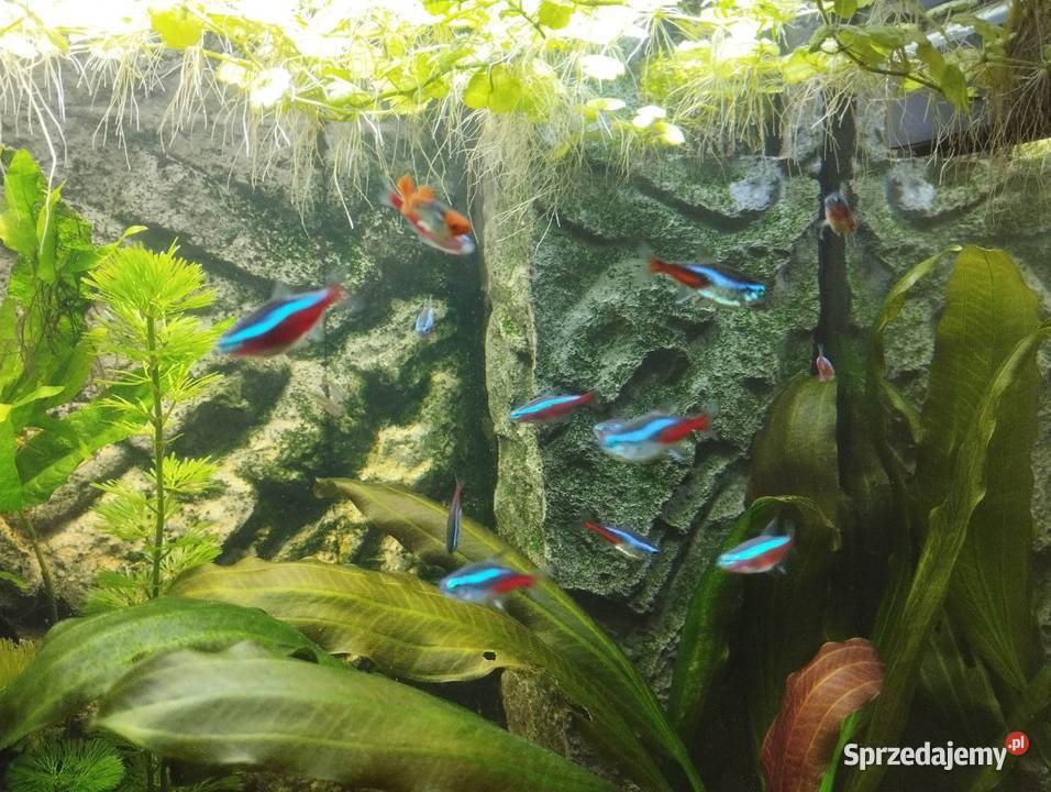 Neon inessa ryby akwariowe Zawichost