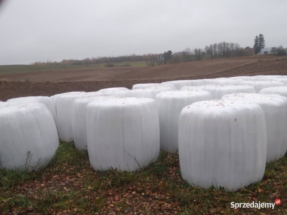 Bele z lucerny i koniczyny Giby