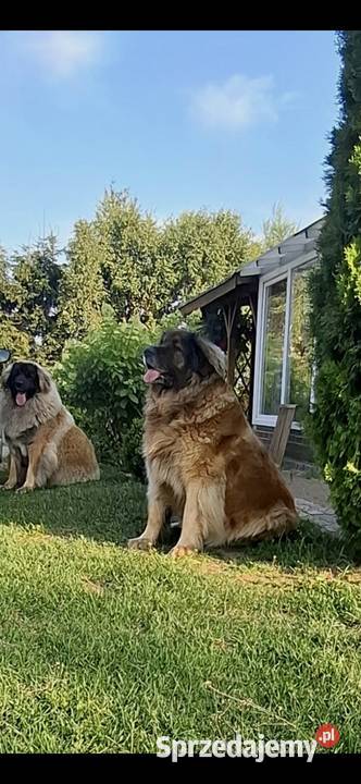 Leonberger szczeniaki Sławoborze