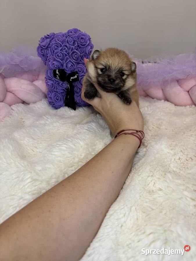 Sunia mini szpic miniaturowy pomeranian Orange