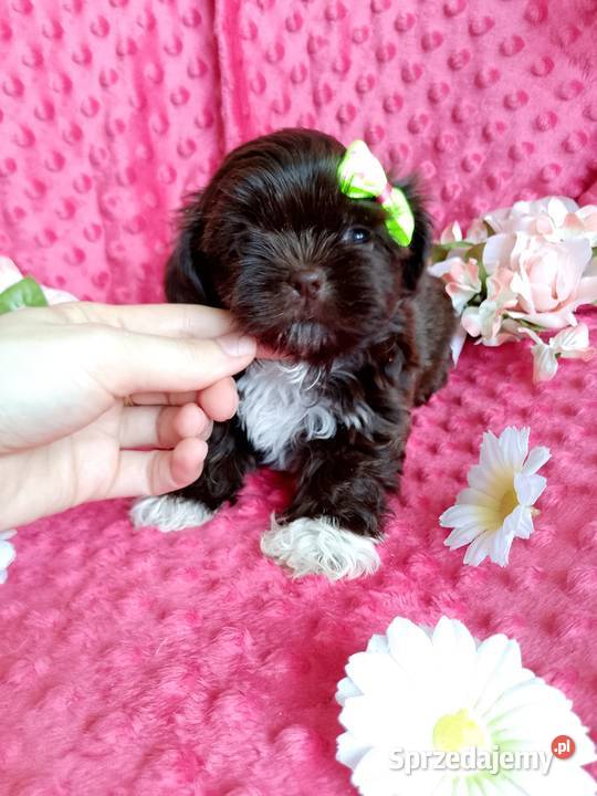 Gotowa do odbioru suczka rasy ShihTzu Byczyna