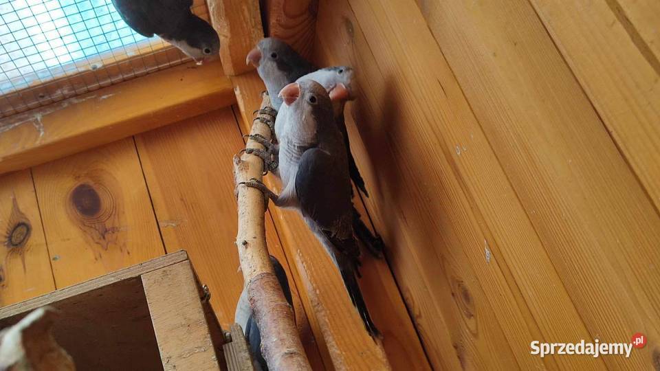 Mnicha nizinna kobalt Knapy