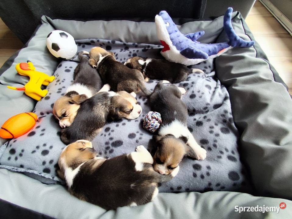 Śliczne Beagle metryka czip wyprawka Poddębice