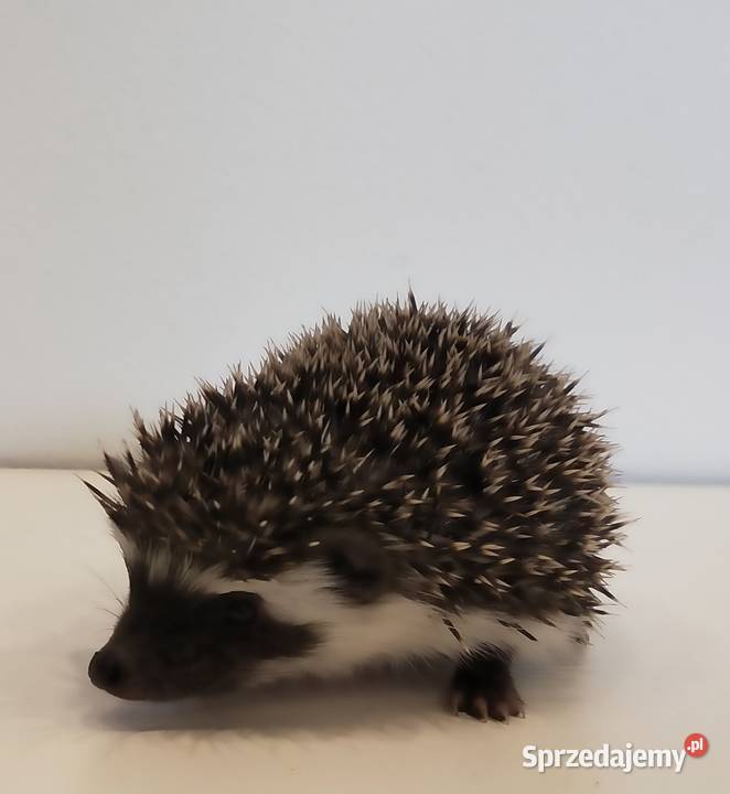 Jeż pigmejski afrykański domową hodowla Rybnik