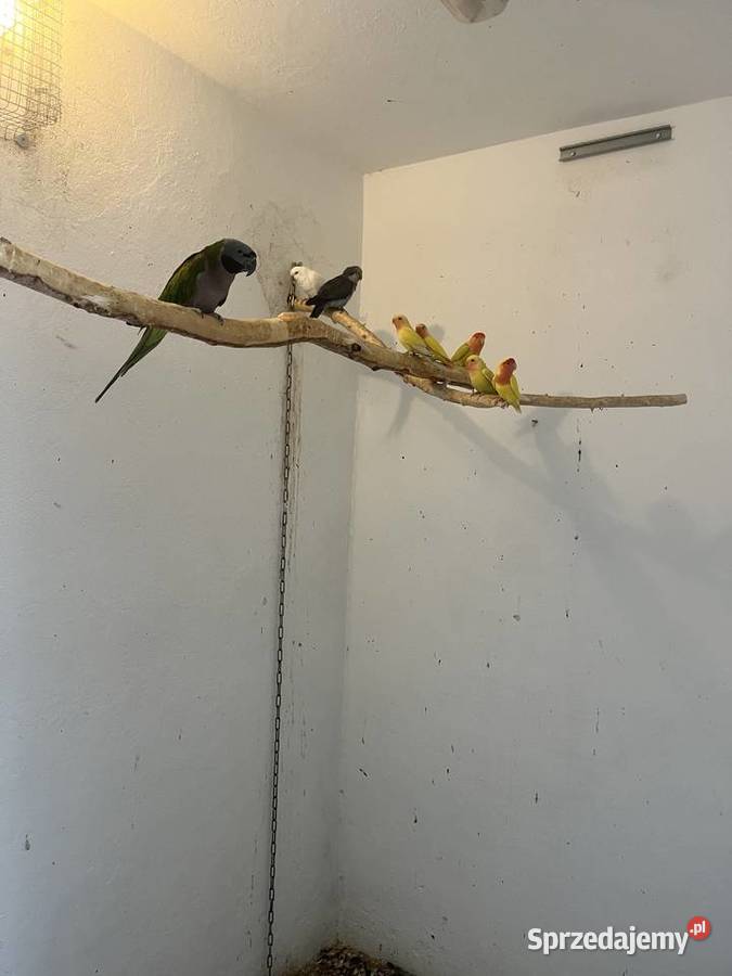 Papugi nierozłączki nimfy Mnichy