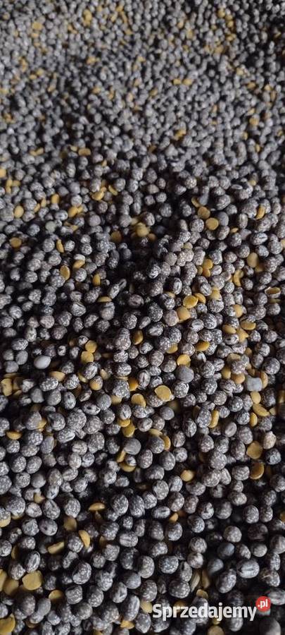 Łubin gorzki czyszczony Pozostałe Chlewice