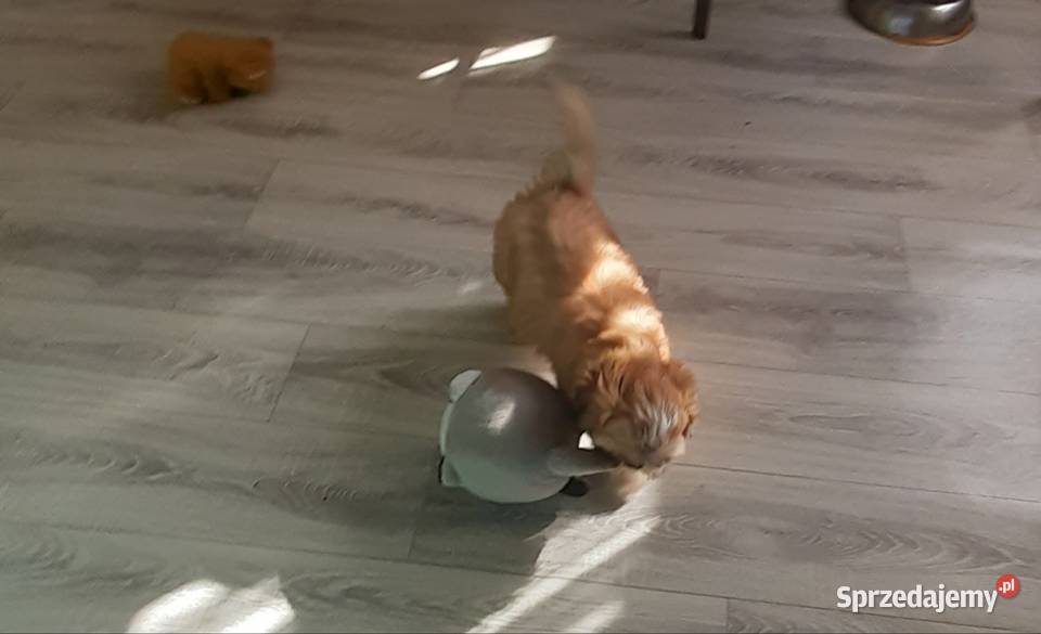 lhasa apso kuzyn shih tzu