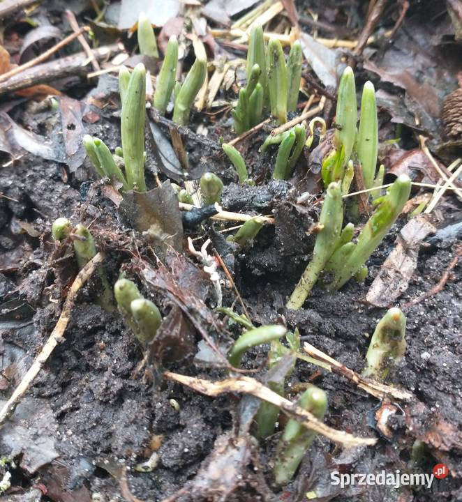 Sadzonki Śnieżyczki przebiśnieg wielkopolskie Siekierki Małe sprzedam