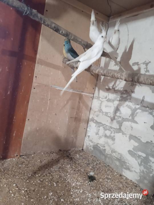 Białe nimfy młode Kwieciszewo