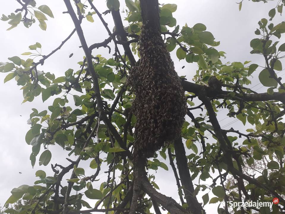 Rójka pszczół rodzina Olszanka sprzedam