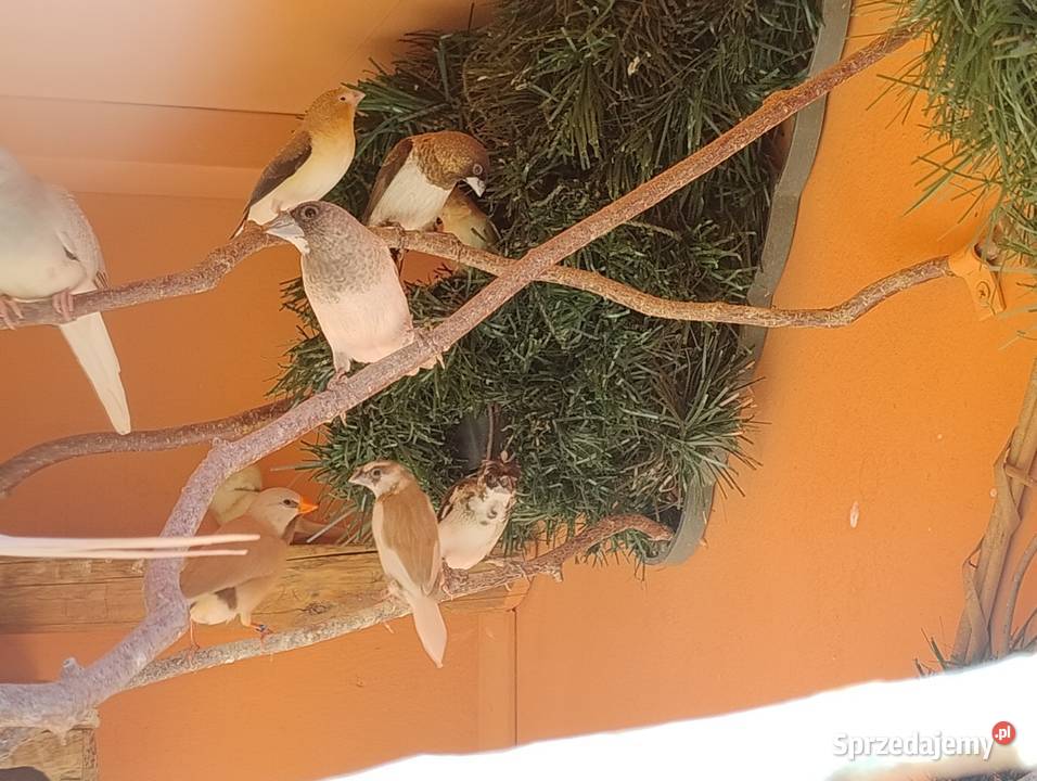 Mewki japońskie Blachownia