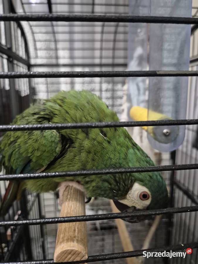 Papuga Ara Maracana dolnośląskie Prusice