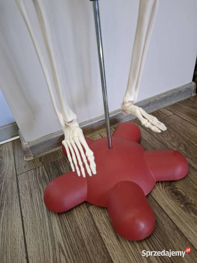 Model edukacyjny szkieletu człowieka kostek sprzedam