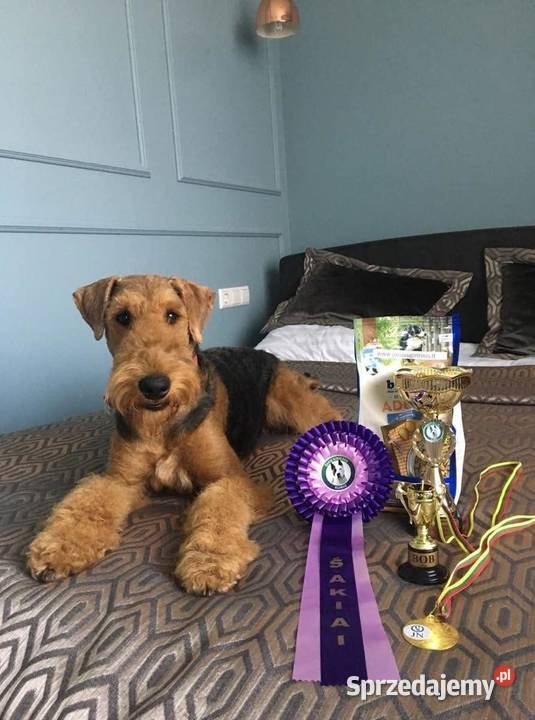 Szczenię Airedale Terrier Pozostałe kujawsko-pomorskie Mogilno sprzedam