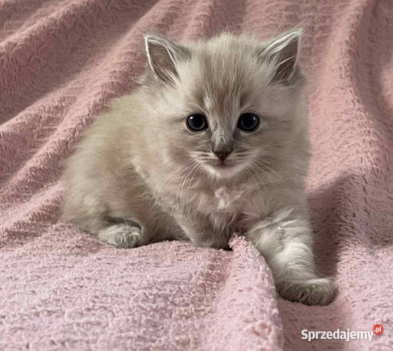 Ragdoll Ragdoll Boguchwała