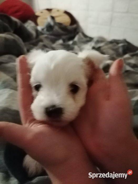 Przepiękne maltańczyki z rodowodem Mysłowice