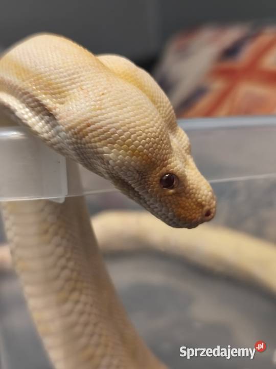 Boa imperator Gady i płazy