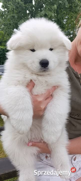 Samoyed szczeniaki Łowicz