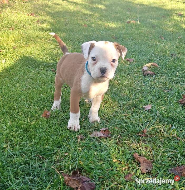 Piesek rasy Bokser Bokser Radom