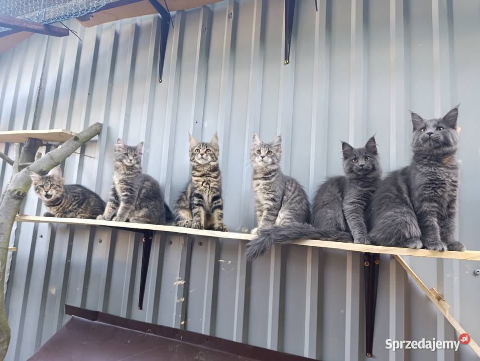 Maine coon kocięta Krasnystaw