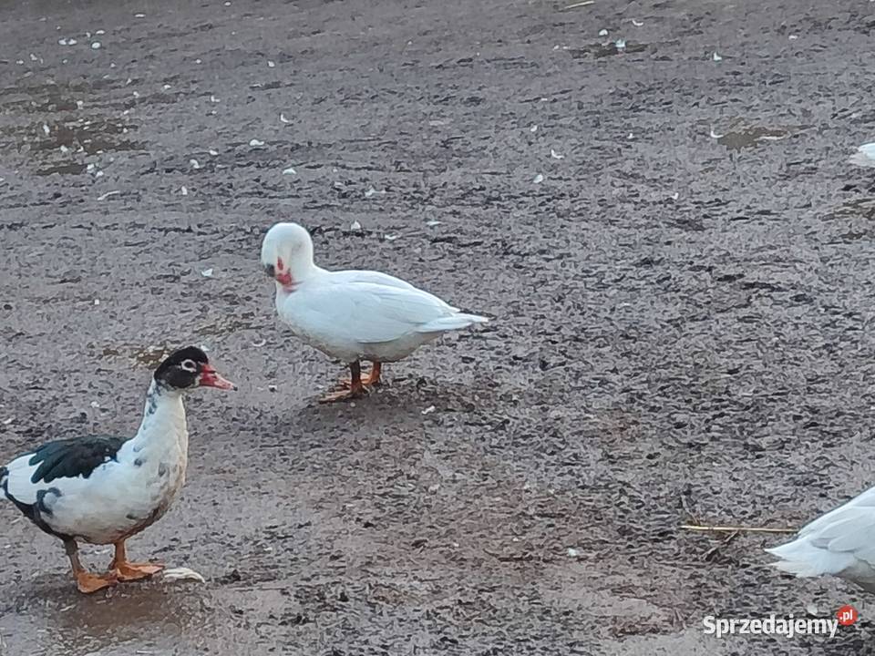 Sprzedam kaczki francuskie Łowkowice sprzedam