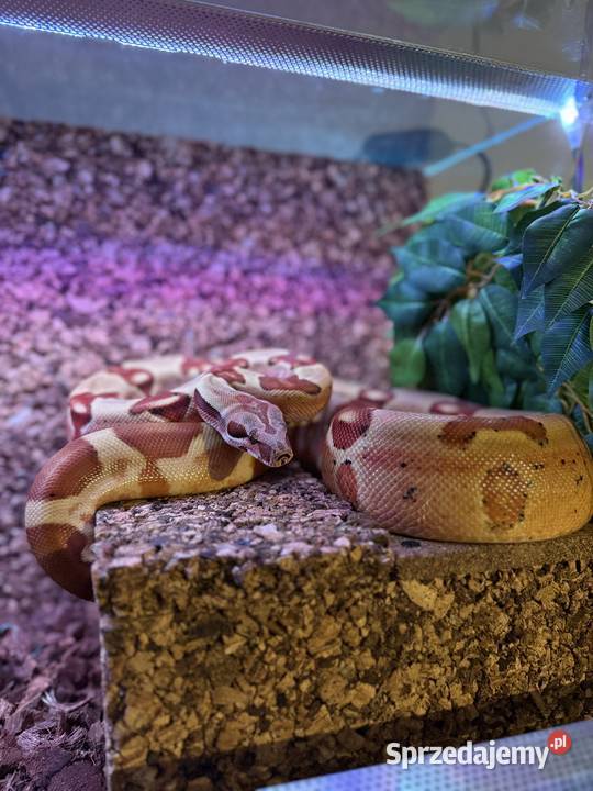 Boa Imperator Jungle kujawsko-pomorskie Bydgoszcz