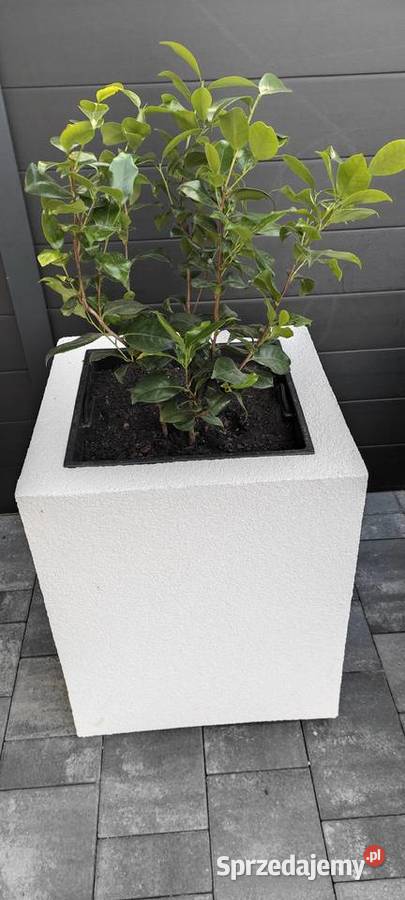 Termo Donice na wymiar Ozimek