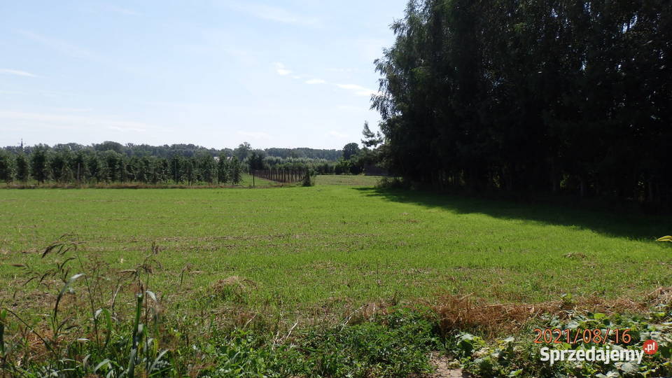 Sprzedam działkę budowlano inwestycyjna Głogówko Królewskie