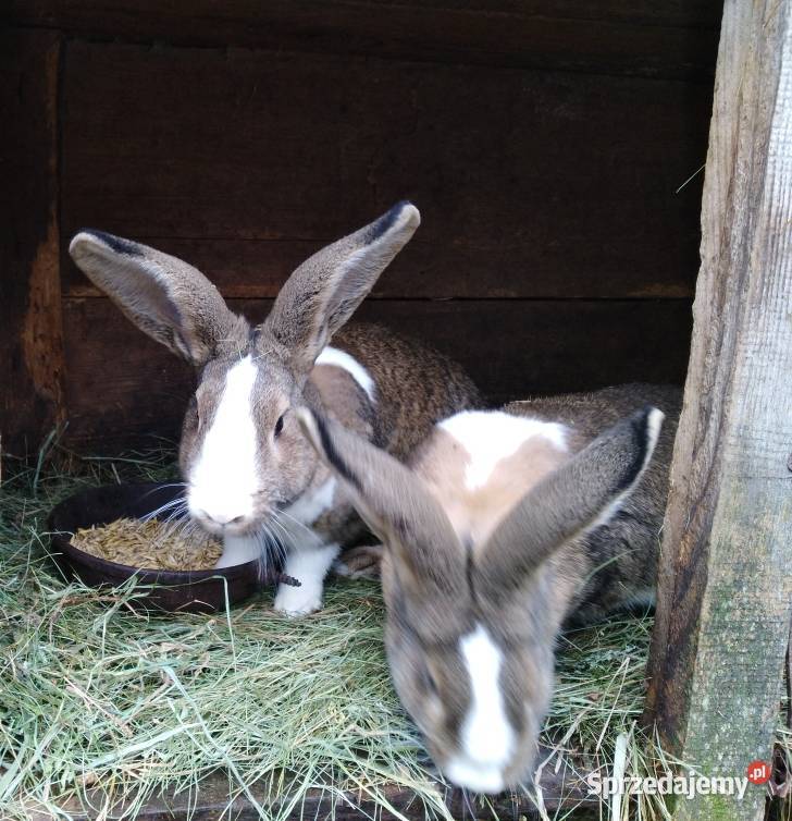 Sprzedam króliki Zakrzówek Szlachecki