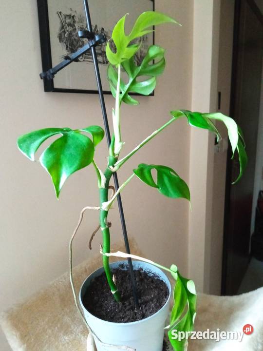 Kwiaty doniczkowe rzadka trzykrotka i Białystok