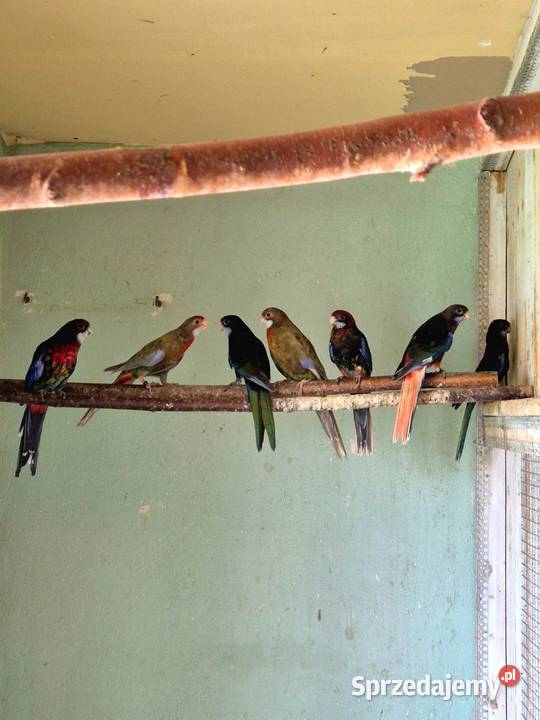 Rozelle Białolice Czarne tegoroczne Sędziszów Małopolski