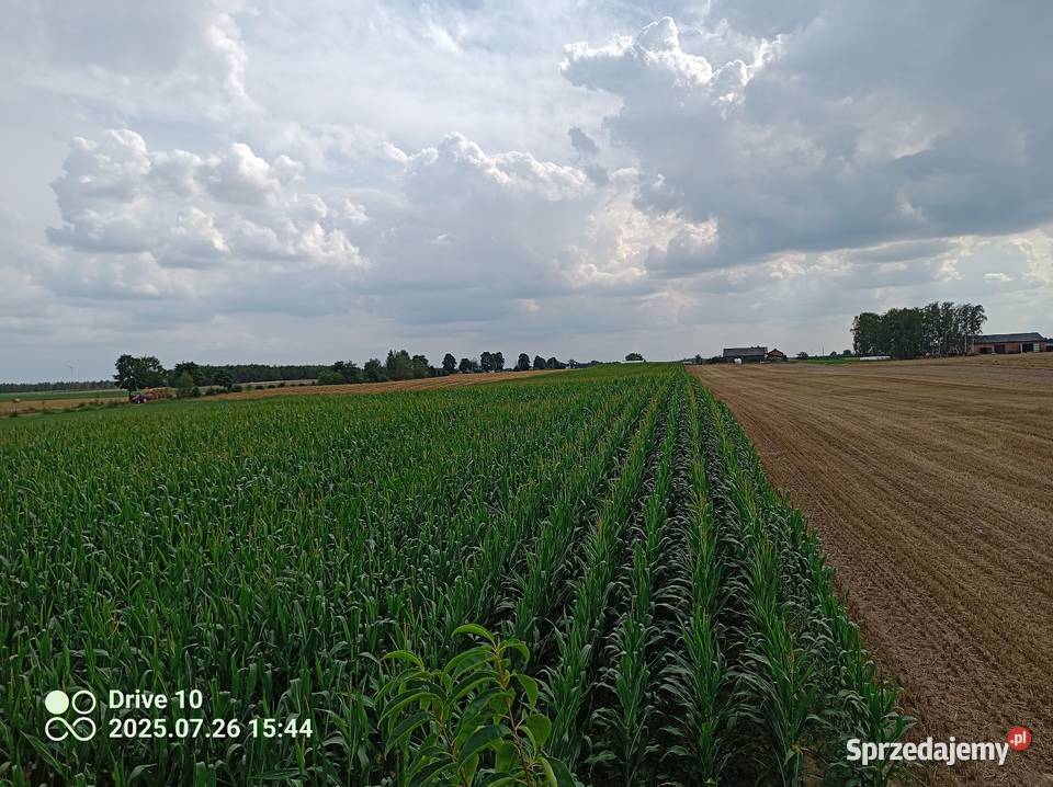 Kukurydza z pola Wólka Krzykowska sprzedam